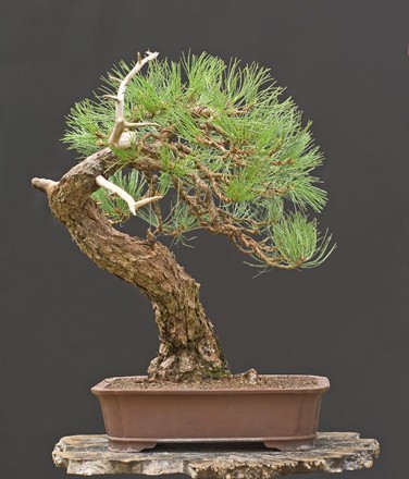 Bonsai Ponderosa Pine - indoorbonsai - 25 seeds