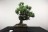 Bonsai Japanes White Pine - indoor bonsai - 10 seeds