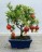 Bonsai Dwarf Pomegrante - indoor bonsai - 10 seeds
