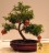 Bonsai Dwarf Pomegrante - indoor bonsai - 10 seeds