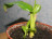 Darjeeling Banana - winter hardy - 5 seeds