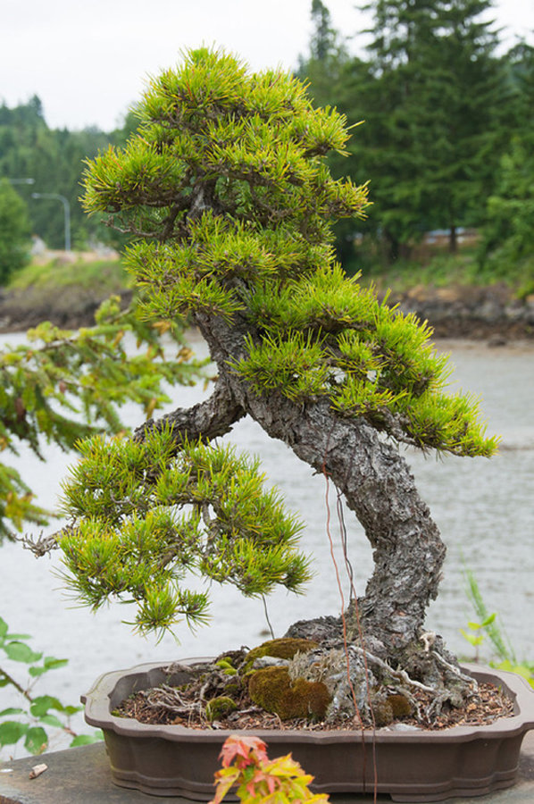 Bonsai Ponderosa Pine - indoorbonsai