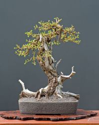Bonsai European Larch - 75 seeds