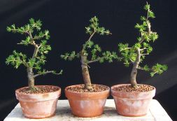 Bonsai European Larch - 75 seeds