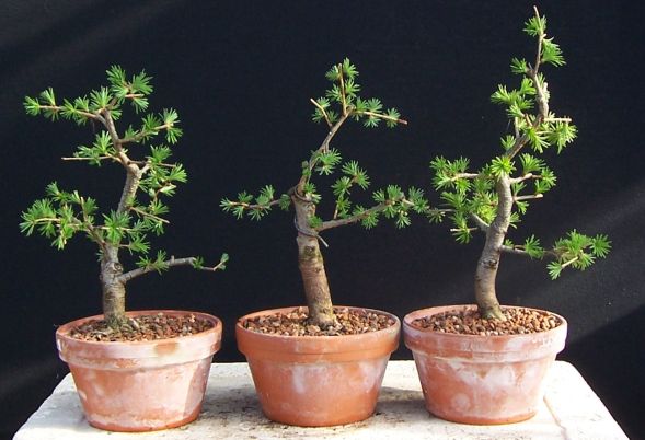 Bonsai European Larch - 75 seeds