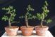 Bonsai European Larch - 75 seeds