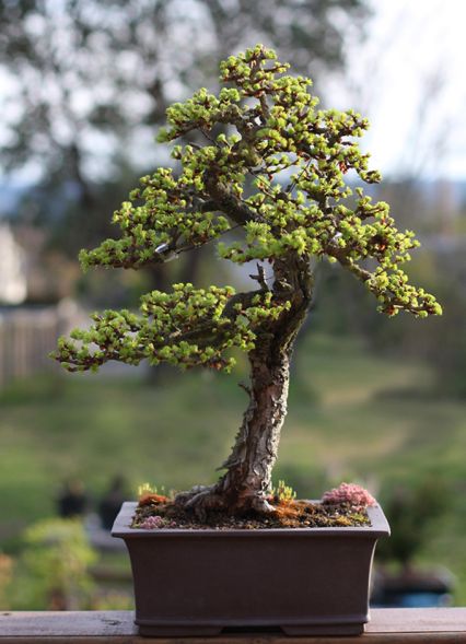 Bonsai European Larch - 75 seeds