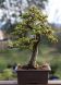 Bonsai European Larch - 75 seeds