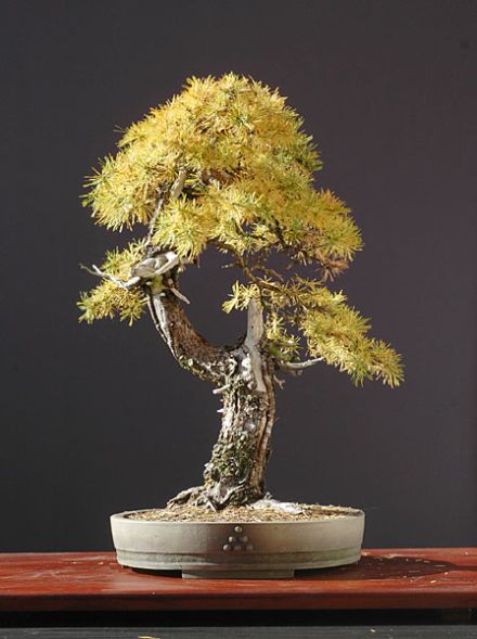 Bonsai European Larch - 75 seeds