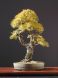 Bonsai European Larch - 75 seeds