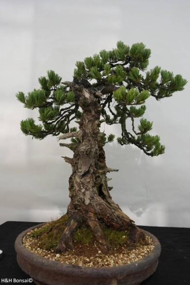 Bonsai Japanes White Pine - indoor bonsai - 10 seeds