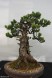 Bonsai Japanes White Pine - indoor bonsai - 10 seeds