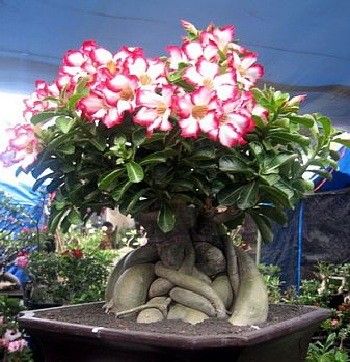 Cactus Desrt Rose - magic flowers - 10 seeds