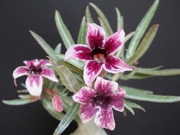 Cactus Desrt Rose - magic flowers - 10 seeds