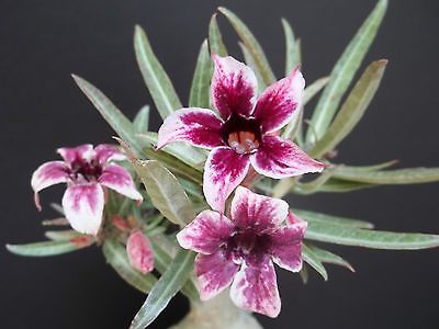 Cactus Desrt Rose - magic flowers - 10 seeds