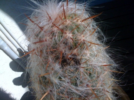 Cactus Old man of the Andes - hardy - 40 seeds