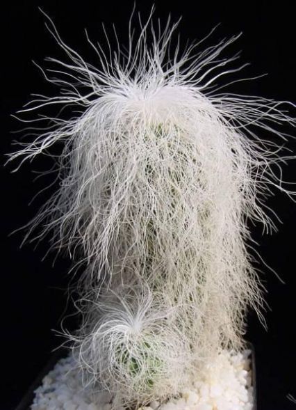Cactus Old man of the Andes - hardy - 40 seeds