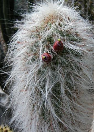 Cactus Old man of the Andes - hardy - 40 seeds