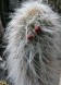 Cactus Old man of the Andes - hardy - 40 seeds
