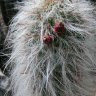 Cactus Old man of the Andes - hardy - 40 seeds