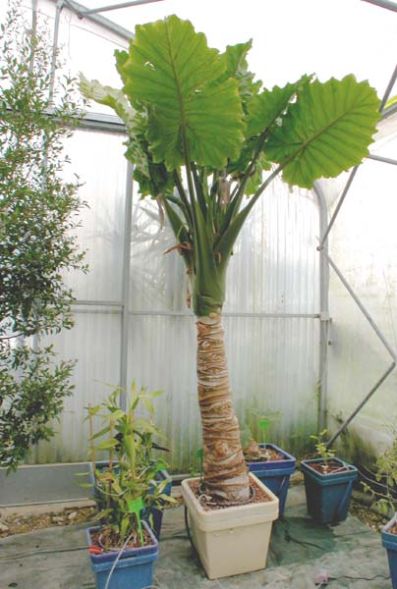 Гидропонная система CultiMate S Terra Aquatica (GHE)