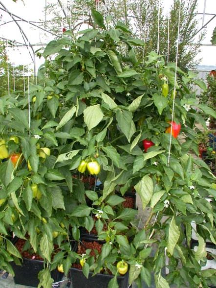 Гидропонная система CultiMate S Terra Aquatica (GHE)