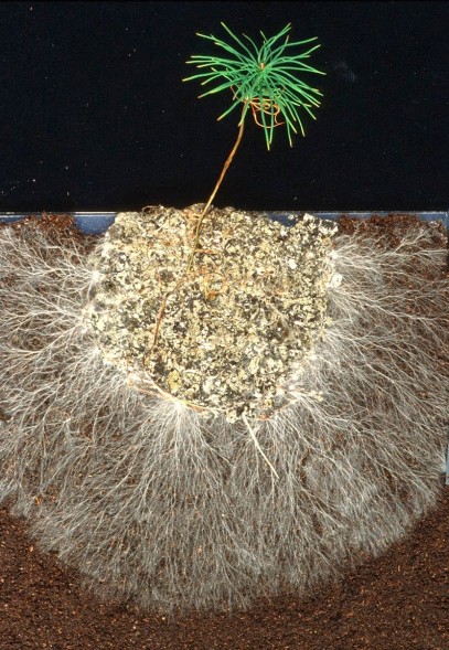 Микориза 40 г