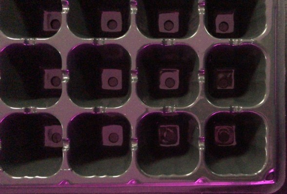 Кассета для рассады 72 ячейки