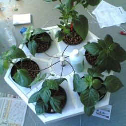 EcoGrower