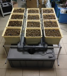 Гидропонная система Dutch Hydro Complex 1м2