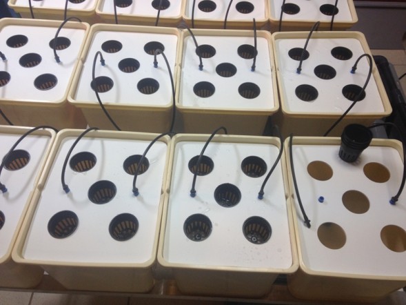 Система гидропоники Dutch Aero Complex 2м2