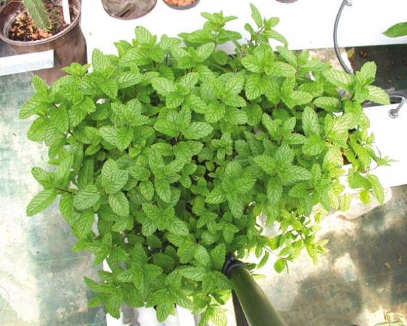 AeroFlo 40 Salad