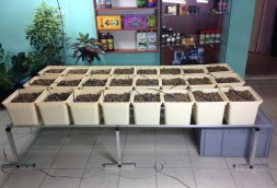 Гидропонная система Dutch Hydro Complex 2м2