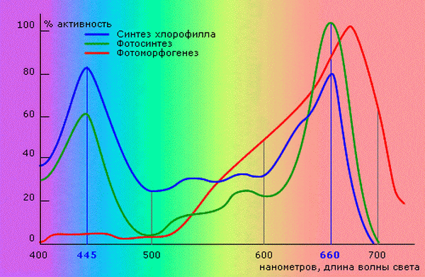 Зависимость активности синтеза хлорофилла от длины волны